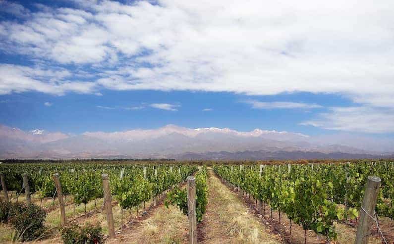 A photo of beautiful vineyards and the best wineries in Mendoza