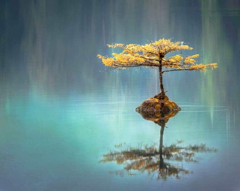 a photo of a beautiful tree and best guided meditations for beginners.
